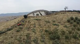 Göbeklitepe'deki Zeytin Ağaçları Taşınıyor