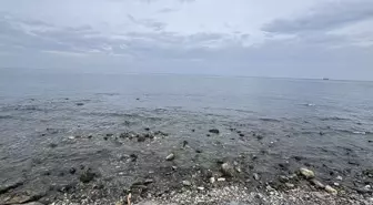 İskenderun ve Arsuz'da Deniz Suyunun Çekilmesi Normal Bir Durum