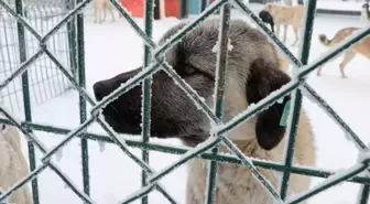 Yozgat'ta Evcil Köy Projesi Hayata Geçiyor