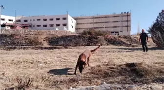 Kadavra Köpeği Abrek, Suriye'deki Arama Kurtarma Operasyonlarında Görev Aldı