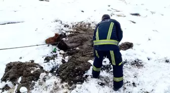 Kayseri OSB İtfaiyesi, Bataklığa Saplanan Yılkı Atını Kurtardı