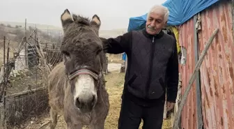 72 Yaşındaki Adamın Eşeğiyle Dostluğu: 'Minik'