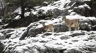 Tunceli'de Yaban Keçileri Kar Yağışıyla Zor Günler Geçiriyor