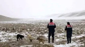 Aksaray'da Jandarma Ekipleri Hayvanlara Yem Bırakıyor