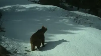 Sarıkamış'taki Bozayılar Kış Uykusuna Yattı