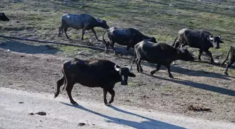 Kadirli'deki Kadınlar Kooperatifle Sütlerini Değerlendiriyor