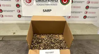 Sarp Gümrük Kapısı'nda 910 Su Kaplumbağası Kaçakçılığı Önlenildi