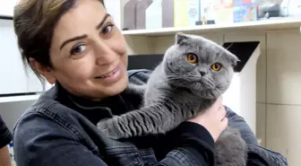 Adana'da, 6 milyonda 1 görülen çift cinsiyetli kedi ameliyat edildi