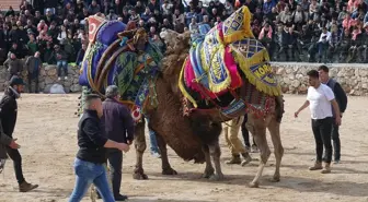 Havran'da Geleneksel Deve Güreşleri Coşkusu