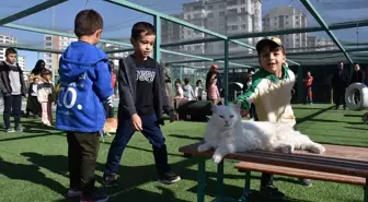 Küçük Dostlar Kedi Kasabası, 9 Yılda 42 Bin Ziyaretçi Ağırladı