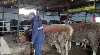 Tekirdağ'da Şap Aşılama Çalışmaları Başladı