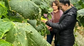 Gazipaşa'da Çiftçilere Biyolojik Mücadele Eğitimi