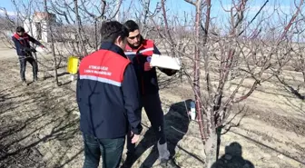 Afyonkarahisar'da Hastalık ve Zararlı Takibi Devam Ediyor