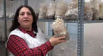 Eskişehir'de Enoki Mantarı Yetiştiriciliği Üzerine Denemeler Başladı