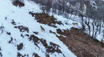 Tunceli'de Kurtların Dronla Kayıt Altına Alındığı Anlar