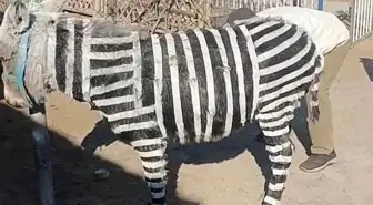 Zebra modifiyeli eşek! Nedeni en az olay kadar rezalet