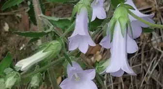 Kuşadası'nda Yeni Bitki Türü Keşfedildi: Campanula X kusadasiensis