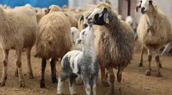 Erzincan'da Kuzu Doğumları İçin Besiciler Nöbette