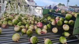 Osmaniye'de Türkiye'nin İlk Turp Paketleme Tesisi Kuruldu