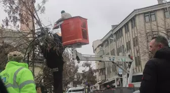 Beypazarı'nda Ağaç Budama Çalışmaları Başladı