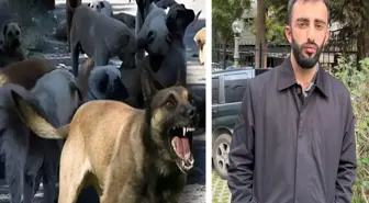 Önce başıboş köpekler saldırdı, sonra sahipleri feci şekilde darbetti