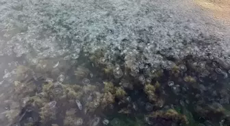 Karadeniz'de Denizanalarının Artışı Nedenleriyle Birlikte Açıklandı