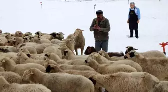 Amasya'da Her Gün Koyunlara Kaval Çalan Çoban