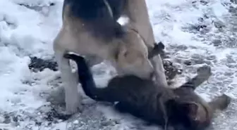 Düzce'de Kedi ve Köpeğin Dostluğu Gözler Önüne Serildi