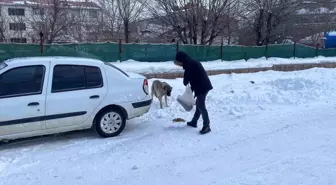 Karlıova'da Kar Dağlarında Sokak Hayvanlarına Destek