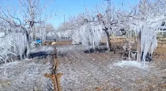 Adıyaman'da Soğuk Hava Fıstık Bahçelerini Buzla Kapladı