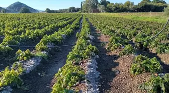 Datça'da Patates Üreticileri Don Tehlikesiyle Karşı Karşıya