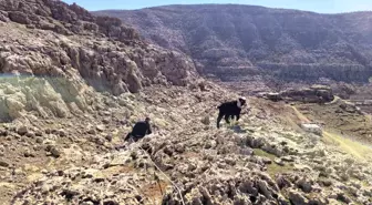 Mardin'de Mahsur Kalan 17 Oğlak İtfaiye Ekiplerince Kurtarıldı