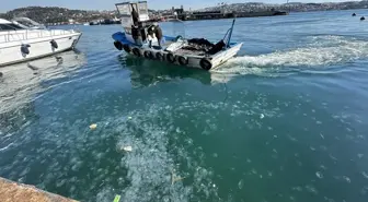 İstanbul'da on binlerce deniz anası sahili istila etti