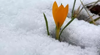 Tekirdağ'da Kar Yağışı ve Kardelenlerin Çiçek Açması