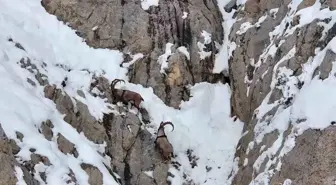 Gümüşhane'de Yaban Keçileri Dronla Görüntülendi