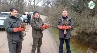 Bursa'da Yaralı Şahinler ve Yeşil Başlı Ördekler Doğaya Salındı