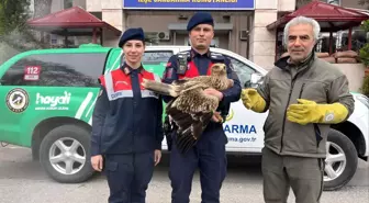 Yaralı Kızıl Şahin Jandarma Tarafından Kurtarıldı