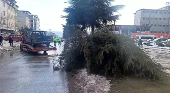 Ordu'da Pikap Ağaca Çarptı: Sürücü Yaralandı