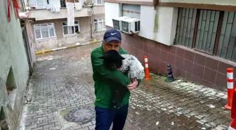 Giresun'da Kuza ile Yaşayan Pazarcı Esnafı, Şehrin Maskotu Oldu