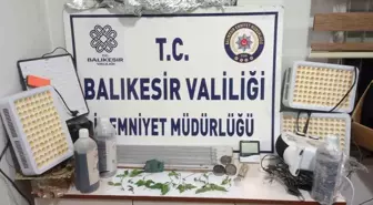 Susurluk'ta Uyuşturucu Baskını: Kenevir Bitkileri Ele Geçirildi