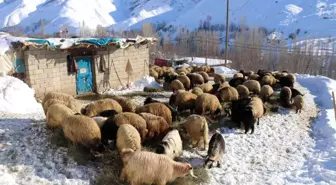 Bitlis'te Besiciler Zorlu Kış Şartlarına Rağmen Hayvanlarını Besliyor