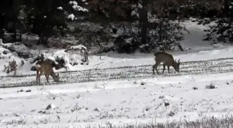 Kastamonu'da Karacalar Köylere İndi