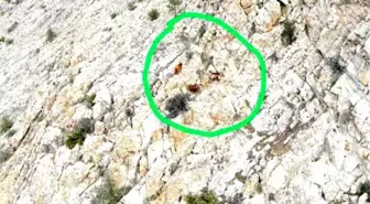 Eskişehir'de Kayıp 4 Küçükbaş Hayvan Drone ile Bulundu