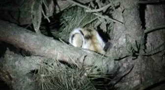 Ağaçta Mahsur Kalan Kedi İtfaiye Ekipleri Tarafından Kurtarıldı