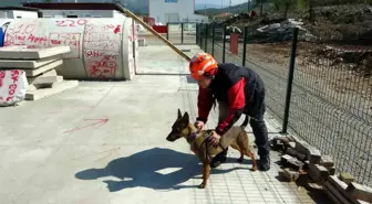 Muğla NAK Arama Kurtarma Ekibi'nin Başarılı Korku Köpeği Tayga