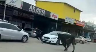 Batman'da Sanayi Sitesinde Başıboş İnek Korku Dolu Anlara Neden Oldu