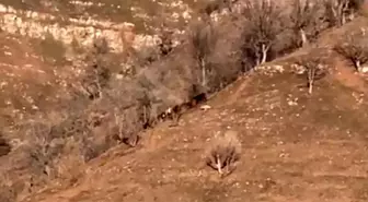 Hakkari'de Kurt Saldırısı: Bir İnek Yaralandı