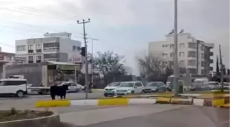 Adıyaman'da Kaçan İnek Trafiği Karıştırdı