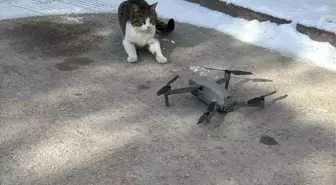 Konya'da Kedi ile Dronun Komik Mücadelesi