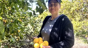 Hatay'da Kadın Tarım İşçisi Meral Arslan, Kendi Ayakları Üzerinde Ekmek Kazanıyor